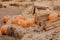 Ripe fresh autumn pumpkins on a farm for Halloween carving. Fall seasonal harvest for pumpkin pie or spooky jack o