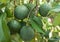 Ripe fresh avocados with leaves growing on tree