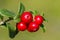 The ripe, fresh berries of cowberries (lingonberry, partridgeberry or cowberry) in the forest. Macro photo. Nature in summer seas