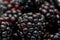 Ripe fresh blackberries, an abstract background of blackberries. Top view. Close-up. Macro. Blackberry berries with water drops