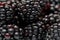 Ripe fresh blackberries, an abstract background of blackberries. Top view. Close-up. Macro. Blackberry berries with water drops