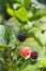 A ripe of fresh blackberry with leafs on background