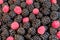 Ripe and fresh blackberry and raspberries, sweet red raspberries over blackberry, berries food
