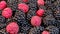 Ripe and fresh blackberry and raspberries, sweet red raspberries over blackberry, berries food