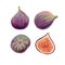 Ripe fresh figs digital watercolor hand drawn illustration isolated on white background. Whole and half cut fruits set