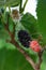 Ripe and fresh fruits of black mulberry ripened on a tree branch. Healthy food of juicy mulberry fruit