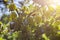 Ripe fresh green gooseberries in the garden with sunlight. Growing organic berries close-up with drops of water after rain on a