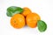 Ripe fresh juicy tangerines with leaves on white background