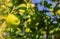 Ripe fresh lemon hangs on tree branch in sunshine. Closeup.