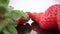 Ripe, fresh, natural strawberries in reflection, in extreme macro, close up. Movement forward, backward.