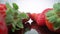 Ripe, fresh, natural strawberries in reflection, in extreme macro, close up. Movement forward, backward.