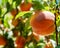 Ripe fresh peaches growing in peach tree with green leaves.