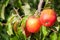 Ripe fresh red apples grow on the branches. Apple garden