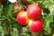 Ripe fresh red apples grow on the branches. Apple garden