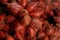 Ripe and Fresh Snakefruit in the Morning Market