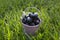 Ripe freshly picked blueberries in a small souvenir metal bucket stand on bright green grass