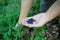 Ripe freshly picked organic blueberries in ladyâ€™s hands