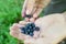 Ripe freshly picked wild blueberries in girlâ€™s hands