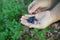 Ripe freshly picked wild blueberries in womanâ€™s hands