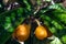 The ripe fruit loquat on the tree. Sunny day.