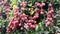 Ripe fruit lychees hanging on branches