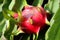 Ripe fruit pitahaya on a branch