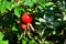 Ripe fruit rosehip