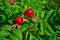 Ripe fruit rosehip