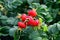 Ripe fruit rosehip