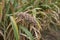 Ripe fruit of Sorghum bicolor