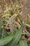 Ripe fruit of Sorghum bicolor