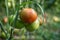 Ripe fruit on tomato plants