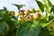 Ripe fruit of a wild Apple tree on a green tree in a leaf