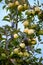 Ripe fruits of apples of the Golden variety on the branches of young apple trees. Fall harvest day in farmer's orchards in