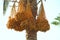 Ripe fruits of date tree hang on tree. Dates hang on tree. Tropical fruits