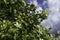 Ripe fruits and flowers on a blossoming orange tree against a stormy sky