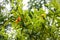 Ripe fruits and foliage of oval kumquat or Nagami kumquat Citrus margarita or Fortunella margarita