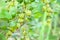 Ripe fruits of gooseberry Ribes uva-crispa, Ribes grossularia on twig in garden