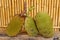 Ripe fruits of Jack tree. Whole green jack fruit on a robust wooden table with a background with bamboo trunks. Jackfruit on wood.