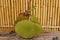 Ripe fruits of Jack tree. Whole green jack fruit on a robust wooden table with a background with bamboo trunks. Jackfruit on wood.