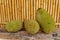 Ripe fruits of Jack tree. Whole green jack fruit on a robust wooden table with a background with bamboo trunks. Jackfruit on wood.