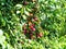 ripe fruits in lush foliage of plum tree