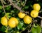 Ripe fruits of a quince Japanese (Chaenomeles japonica (Thunb.), , close up
