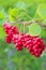 Ripe fruits of red schizandra with green leaves close up