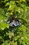 Ripe fruits of a trailing mahonia Mahonia aquifolium Pursh Nu