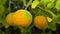 Ripe fruits on a tree Citrus trifoliata, Poncirus trifoliata