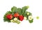 Ripe garden freshness strawberries with flower isolated