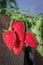 Ripe garden strawberry (Fragaria ananassa), Cape Town