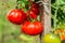 RIpe garden tomatoes