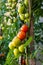 Ripe garden tomatoes ,Green tomatoes in the garden, fresh tomatoes